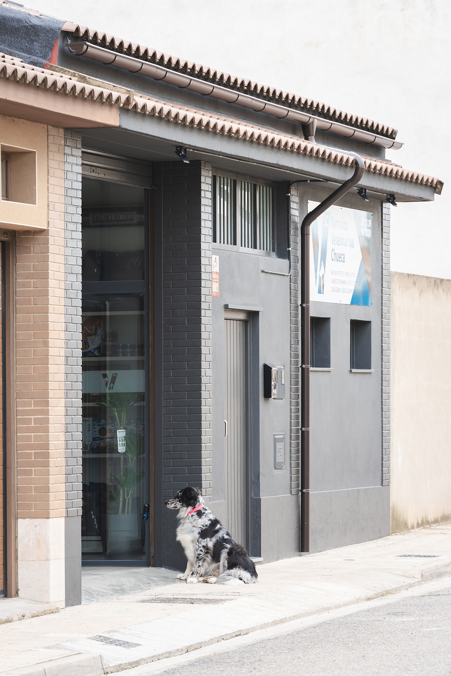 Acceso principal a la clínica con un perro en la puerta